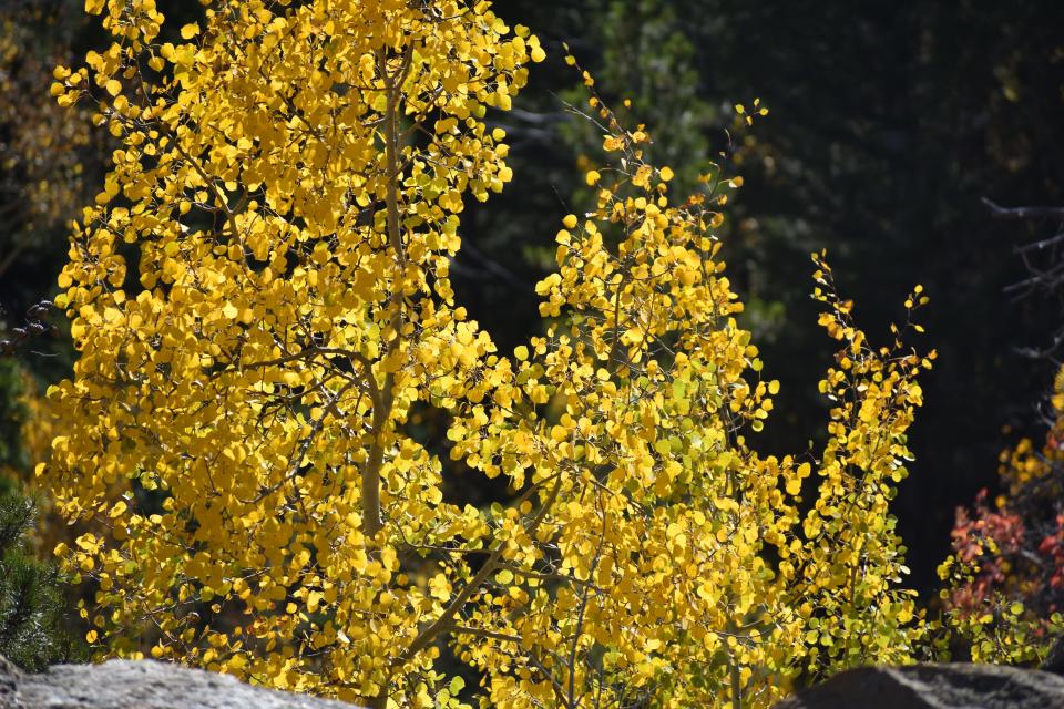 Fall foliage in Rocky Mountain National Park on Oct. 4, 2023.