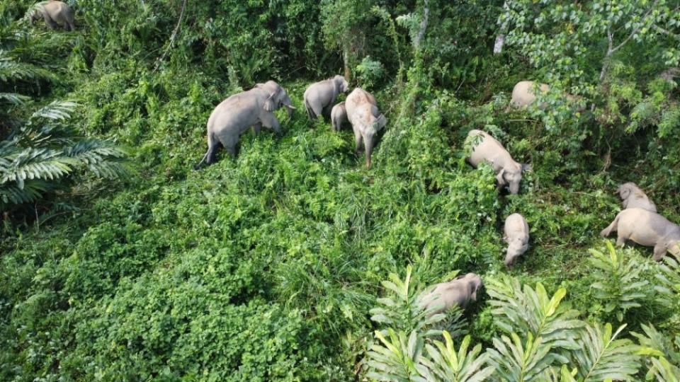 Routes for wildlife, especially elephants, are needed to better manage the biodiversity within and around the plantations. — Picture courtesy of MPOGCF