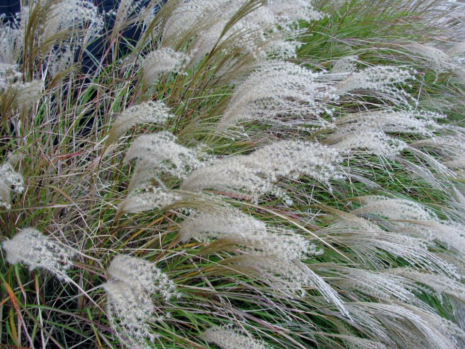 Ornamental Chinese Silver Grass / Miscanthus Sinensis