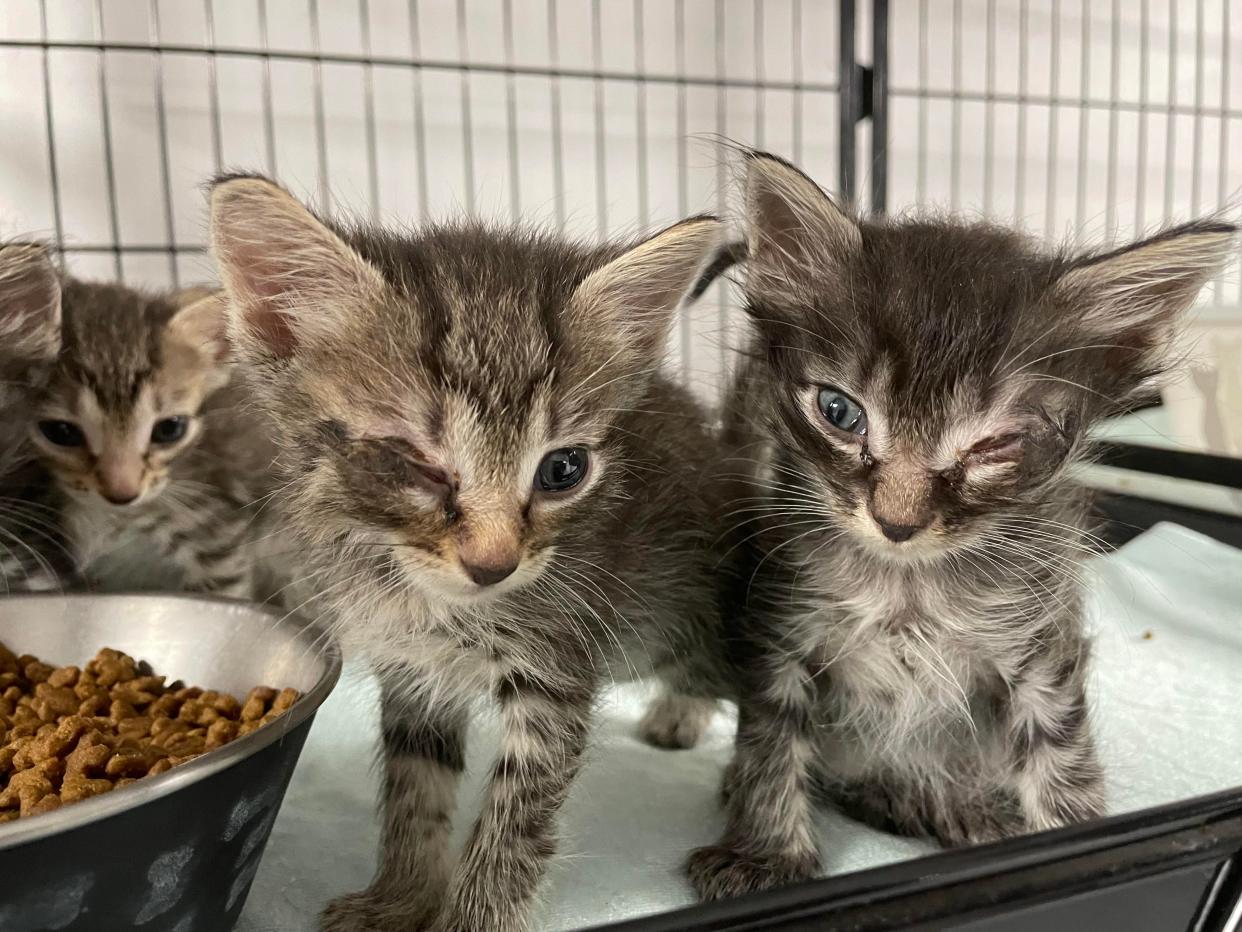 Almost 90 cats came to HOPE for Brevard over the past week, a nonprofit rescue in Melbourne. Many are suffering from eye or upper respiratory infections.