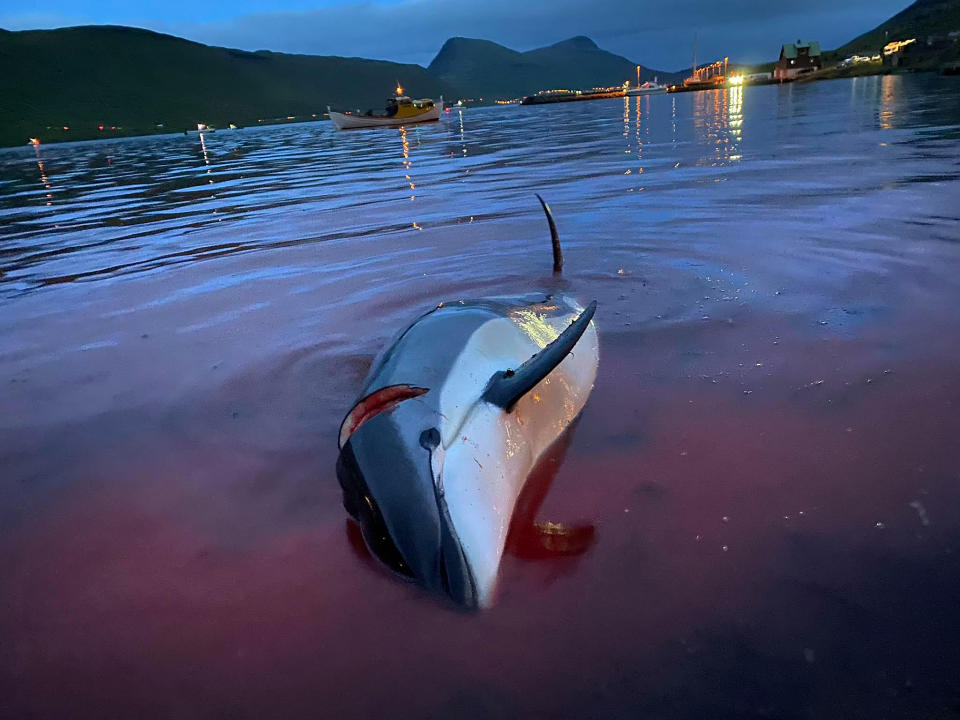 In this image released by Sea Shepherd Conservation Society the carcass of a dead white-sided dolphin lays in the blood-stained shallows near a beach on the island of Eysturoy which is part of the Faeroe Islands Sunday Sept. 12, 2021. The dolphins were part of a slaughter of 1,428 white-sided dolphins that is part of a four-century-old traditional drive of sea mammals into shallow water where they are killed for their meat and blubber. (Sea Shepherd via AP)