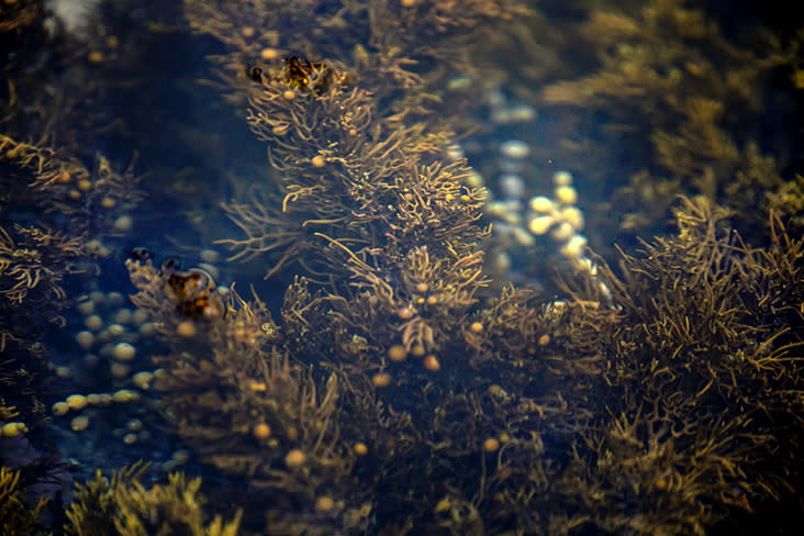 During low tide, you can even spot seaweed and other underwater plants.