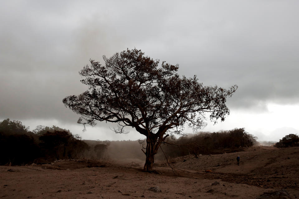 <p>A burned tree covered with ash stands in an area affected by the eruption of the Fuego volcano at San Miguel Los Lotes in Escuintla, Guatemala, June 6, 2018. (Photo: Carlos Jasso/Reuters) </p>