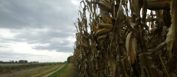 615 corn fields1.jpg