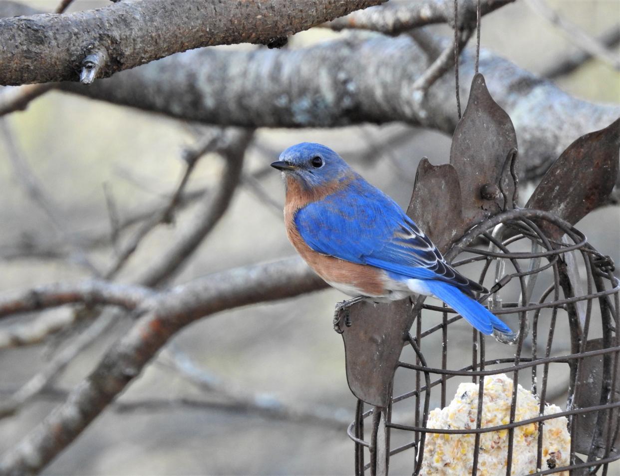 A bluebird on a feeder at Nature News columnist Susan Pike's home in Maine. Bluebirds are not really blue, they just appear blue to our eyes.