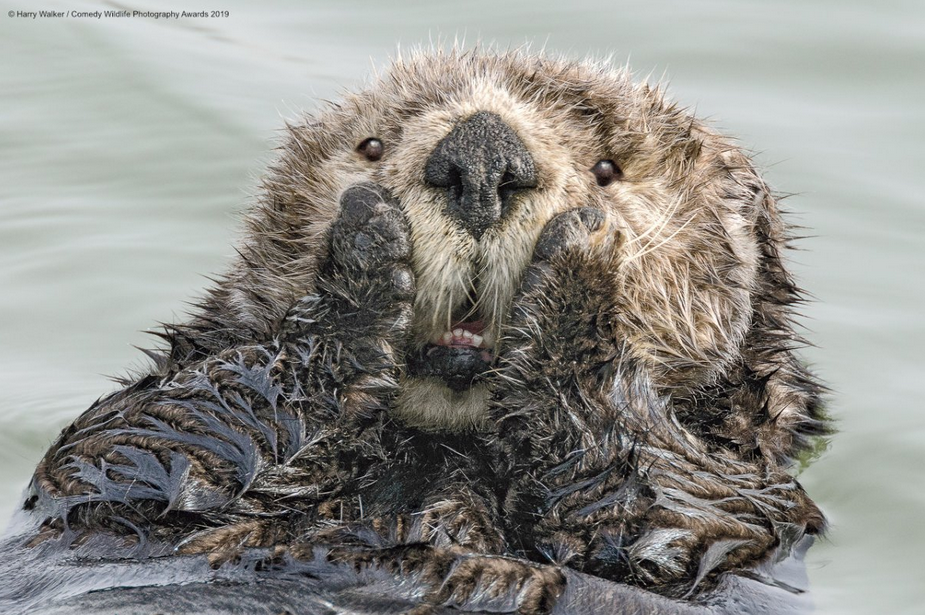 Les photos animalières les plus drôles de 2019