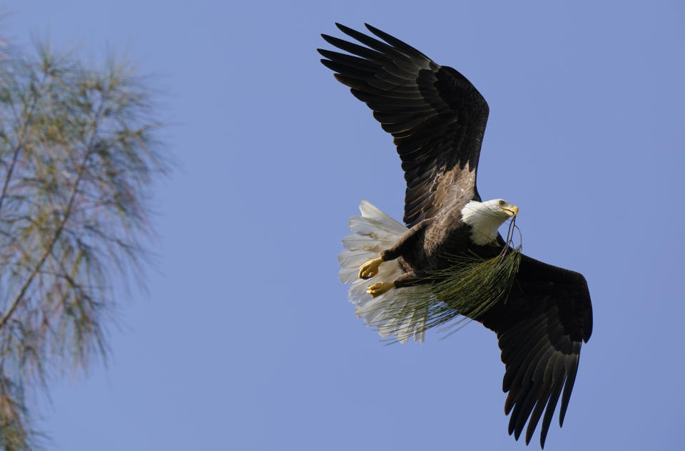 FILE - A bald eagle brings pine needles to a nest it is building, Dec. 10, 2021, in Pembroke Pines, Fla. Recovery of some vulnerable species through restoration efforts has made comebacks more difficult for others in peril. Once-endangered animals, including the iconic bald eagle, sometimes jeopardize rarer species such as the great cormorant by eating them or outcompeting them for food and living space. (AP Photo/Wilfredo Lee, File)