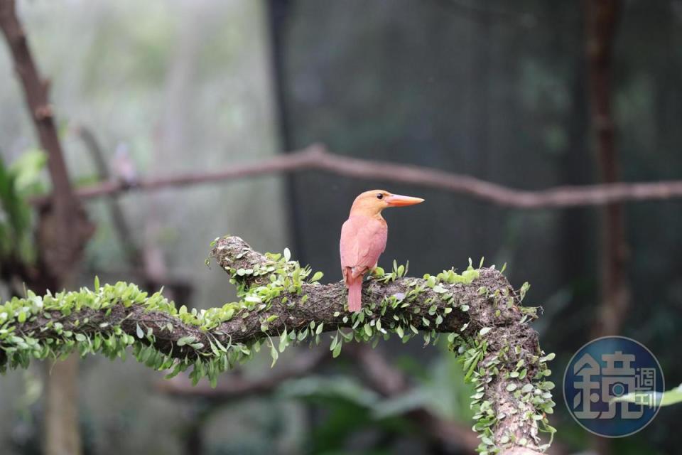 圖為原生地在日韓及東南亞的赤翡翠，在台灣是稀有的過境鳥。