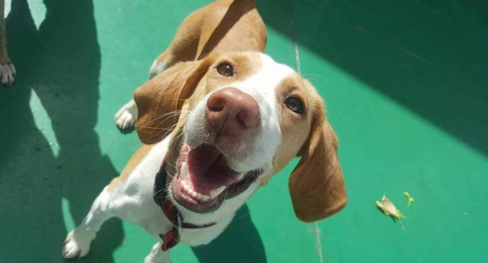 Nala looks up at the camera happily.