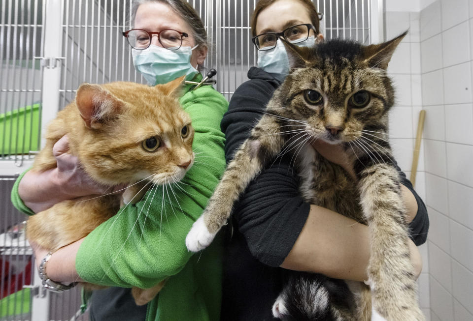 Urte Inkmann, left,, head veterinarian, and animal caretaker Parthena Topouzoglou hold the cats Lolek and Bolek after the formerly Corona-positive cats were allowed to leave the shelter's isolation ward in Hamburg, Germany, Saturday, Feb.27, 2021. The two neutered males, now recovered, have now moved to the shelter's placement area and are looking for a new home. The animals had belonged to a Hamburg woman who died after a corona virus infection. (Markus Scholz/dpa via AP)