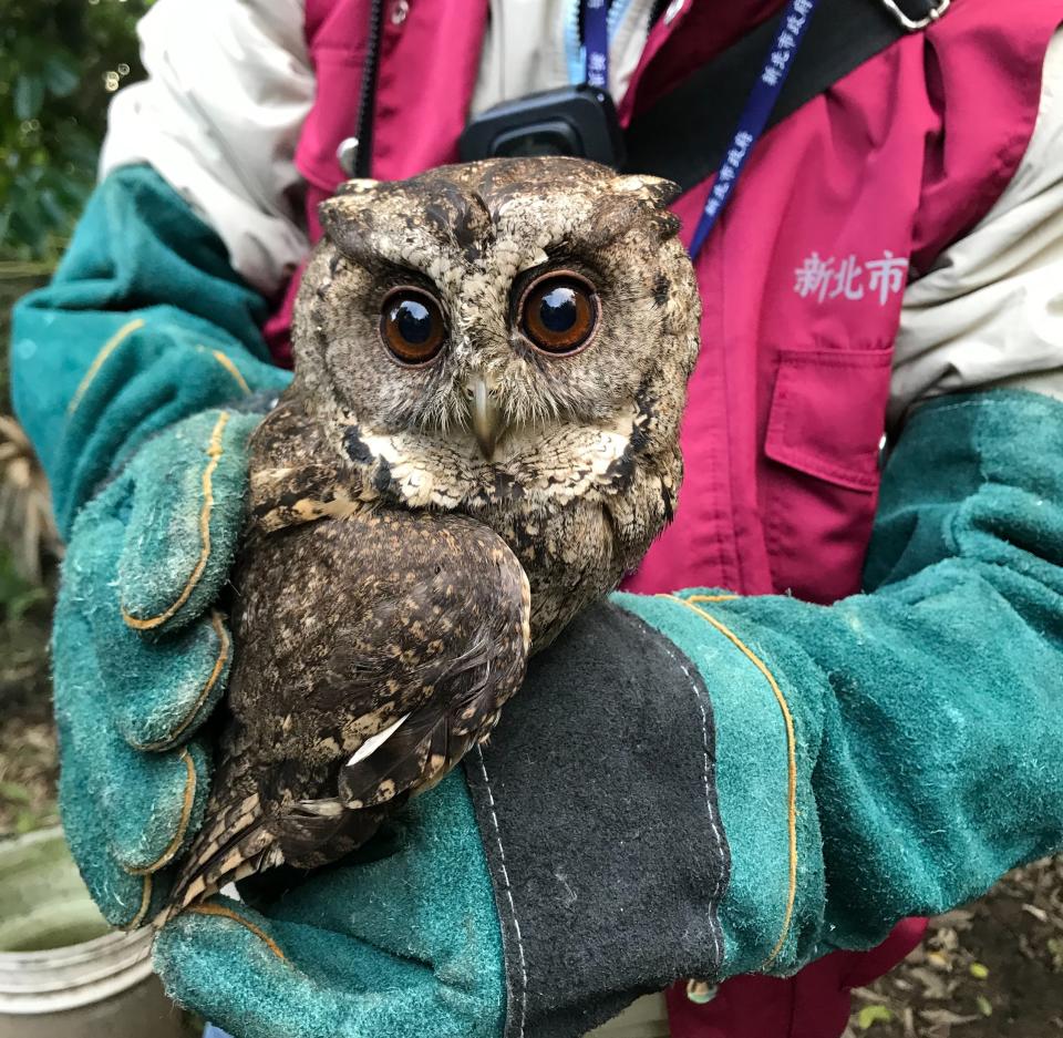 台南地檢署20日宣布破獲保育類野生動物盜賣集團，查扣19物種64隻保育類野生動物。（中央社/台南地檢署提供）