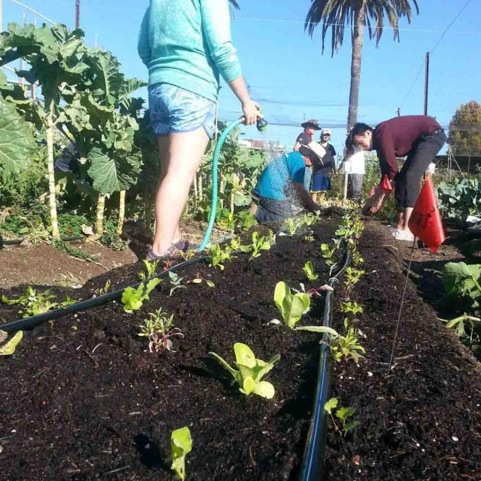 The University of California at Berkeley is under fire for allegedly banning white residents from using a community farm on Saturdays. @gilltractfarm/Instagram