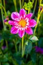 <p>Dahlias come in a rainbow of colors and thrive in well-drained, <a href="https://www.almanac.com/plant/dahlias" rel="nofollow noopener" target="_blank" data-ylk="slk:rich soil;elm:context_link;itc:0;sec:content-canvas" class="link ">rich soil</a>. They bloom from midsummer to first frost, so there's still time to take in their beauty. </p><p><strong>Bloom seasons: </strong>Summer and fall</p><p><a class="link " href="https://go.redirectingat.com?id=74968X1596630&url=https%3A%2F%2Fwww.homedepot.com%2Fp%2FGarden-State-Bulb-Dahlia-Decorative-Mixed-Bulbs-10-Count-Pack-HOS19-03%2F308535808%3FMERCH%3DREC-_-searchViewed-_-308535808&sref=https%3A%2F%2Fwww.redbookmag.com%2Fhome%2Fg35661704%2Fbeautiful-flower-images%2F" rel="nofollow noopener" target="_blank" data-ylk="slk:SHOP DAHLIAS;elm:context_link;itc:0;sec:content-canvas">SHOP DAHLIAS</a></p>