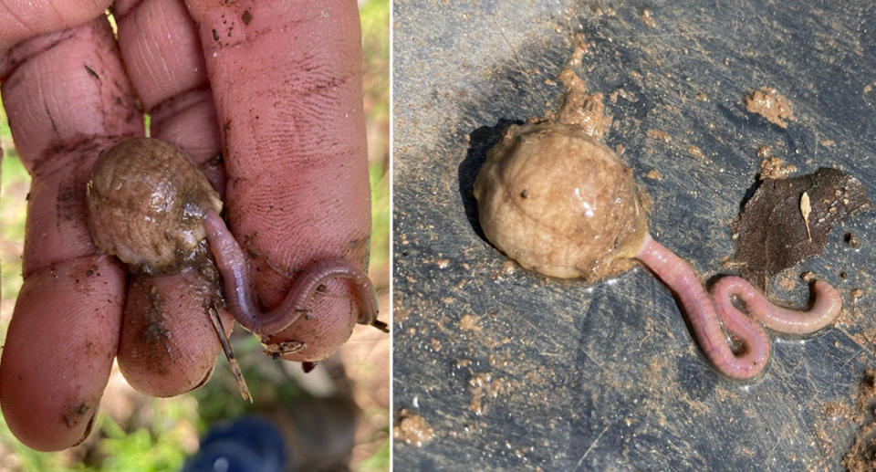 Unusual discovery in NSW backyard