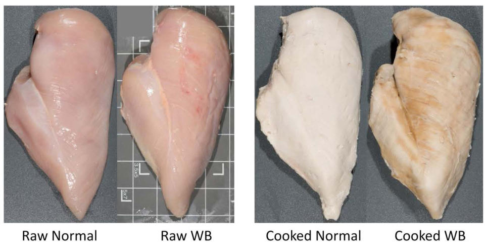 Raw and cooked chicken breast meat with the severe woody breast condition as seen in a study from the U.S. National Poultry Research Center. (USDA ARS)
