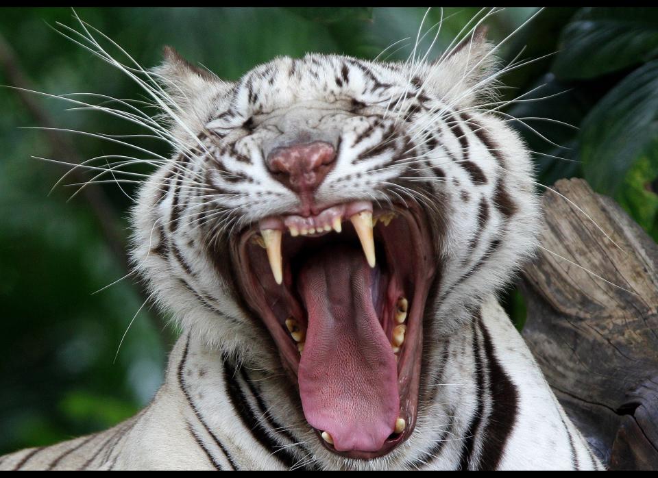 White Bengal tiger yawns at the Dusit Zoo in Bangkok, Thailand Wednesday, March 14, 2012. (AP Photo/Sakchai Lalit)