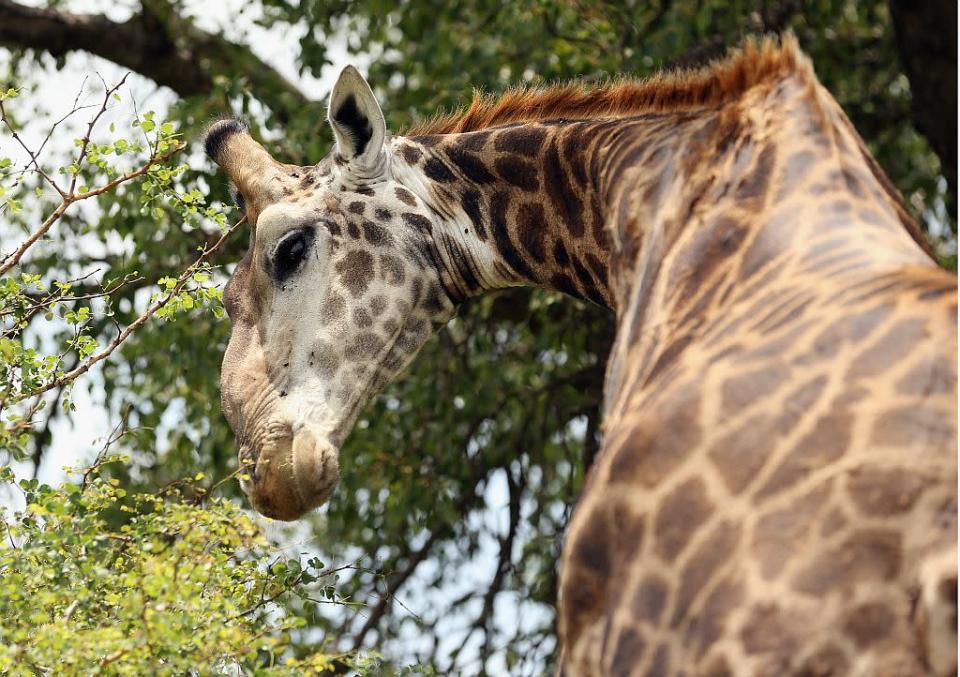 A giraffe cranes its long neck in Kruger National Park in Skukuza, South Africa.