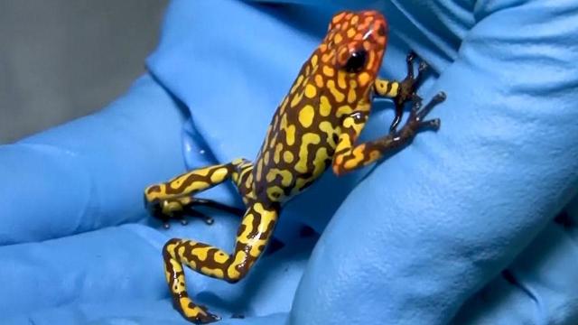 Hundreds of Poisonous Frogs Worth Up to $2,000 Found in a Colombia Airport  Bathroom