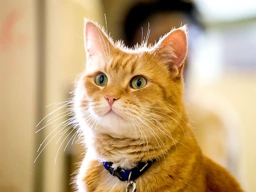 溫暖無數人心的《遇見街貓Bob》橘貓過世。（圖／采昌國際多媒體提供）