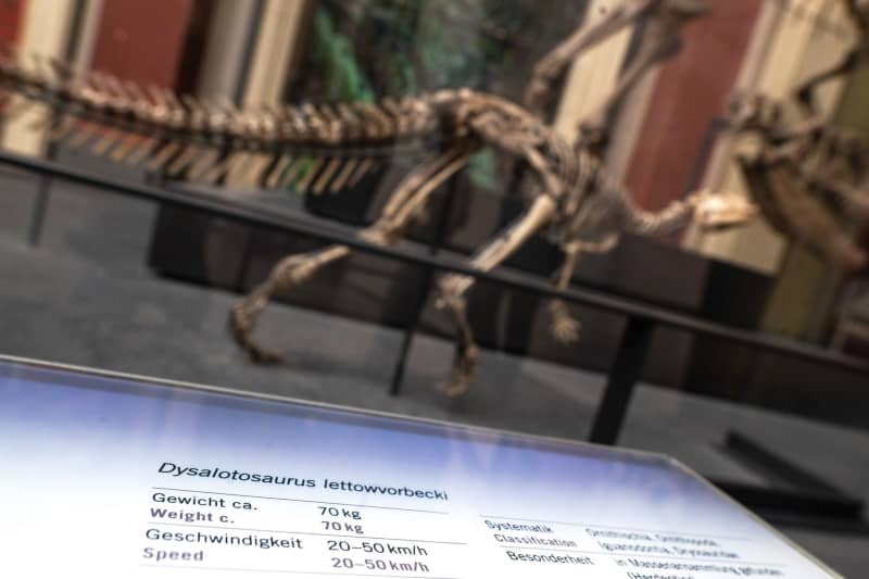 A skeleton of a Dysalotosaurus lettowvorbecki is on display at the Museum für Naturkunde Berlin. The name of the dinosaur refers to Paul von Lettow-Vorbeck, a German officer who was involved in the genocide of the Herero and Nama. Sebastian Gollnow/dpa