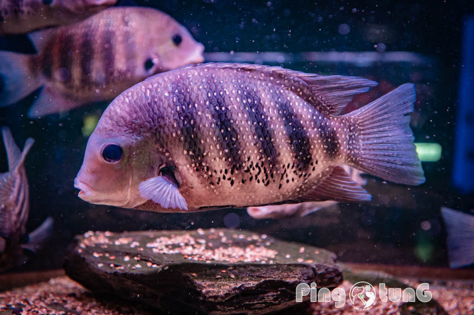 屏東農業科技園區觀賞水族展示廳