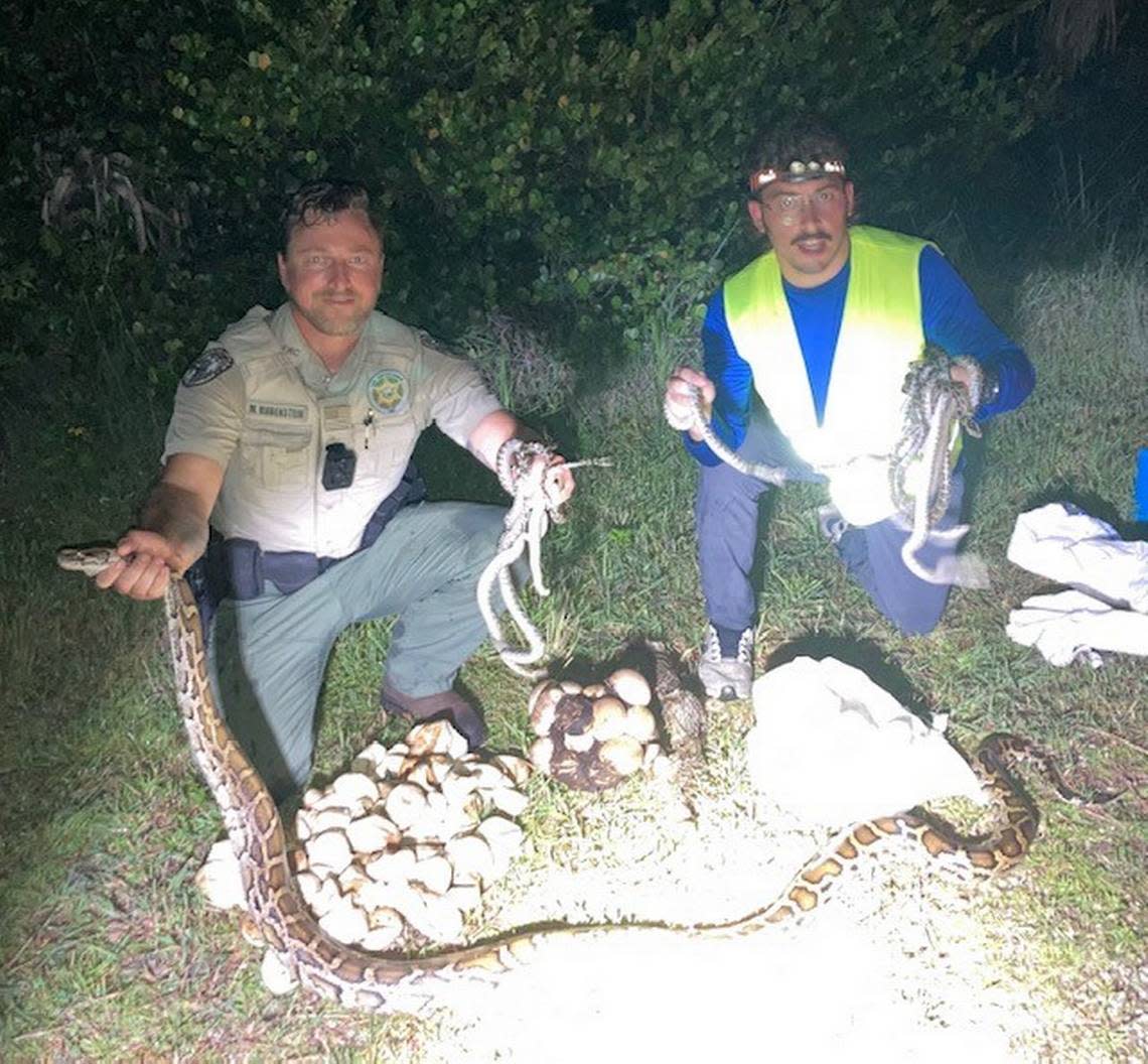 Florida Fish and Wildlife Conservation Commission Officer Matthew Rubenstein holds a 10-foot female Burmese python Monday night, July 11, 2022. South Florida Water Management District snake hunter Alex McDuffie crouches next to him holding recently-hatched pythons.