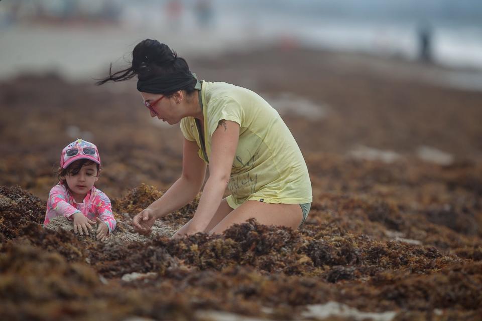 Tania Picciuto plays with her daughter Mila, both of Montreal, Quebec, in the sargassum on the beach north of William O. Lockhart Pier in Lake Worth Beach, Fla., on Thursday, April 21, 2022. A large mass of the vegetation is forecast to reach southeast Florida in April or May this year.