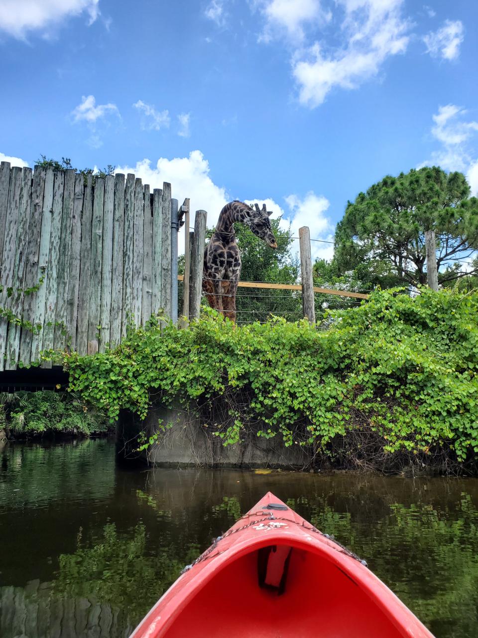 A popular guest experience at Brevard Zoo is kayaking, which leads to close encounters with some animals.