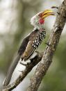 A yellow-billed hornbill perches on a branch in Kruger Nartional Park near Hazyview, Mpumalanga, South Africa.