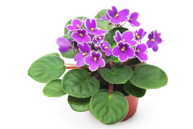 <p>Getty Images/adisa </p> African violets are small, safe plants to have around cats.