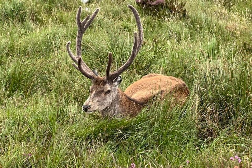 Callum the stag at Benn Eighe car park in Torridon, Scottish Highlands.