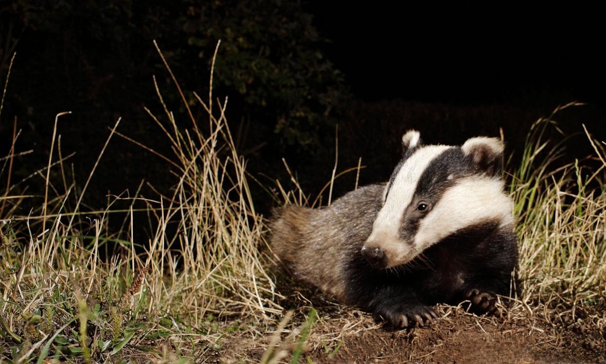 <span>Ministers say that they do plan to end badger culling eventually, but have not given an end date. </span><span>Photograph: Tony Watson/Alamy</span>