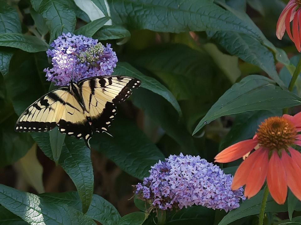 Pugster Amethyst butterfly bush gets 24 inches tall and 36 inches wide making it available for an assortment of flower combinations. This Eastern Tiger Swallowtail visits a Pugster partnership with Color Coded Orange You Awesome echinacea.