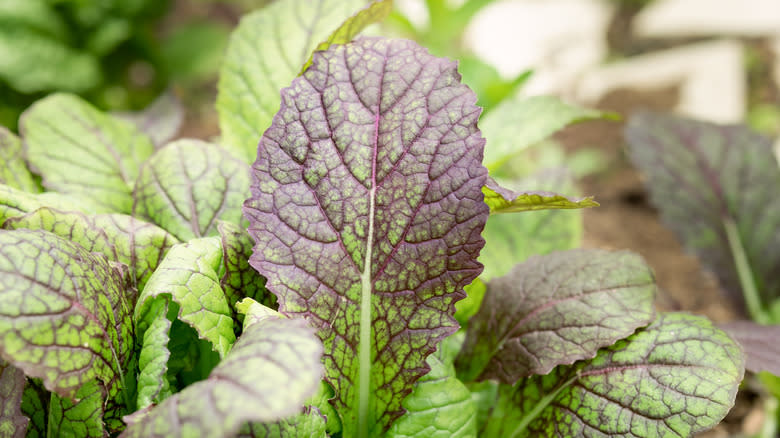 Mustard green plants