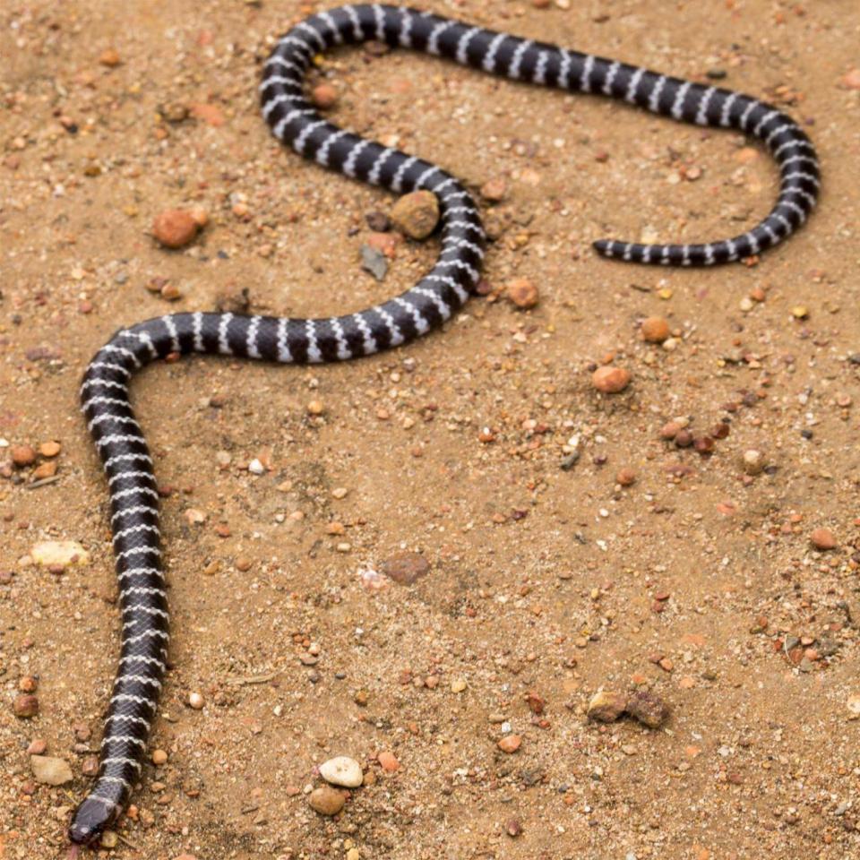 The bandy-bandy, a species of burrowing snake, is thought to be at risk because of mining (University of Queensland)