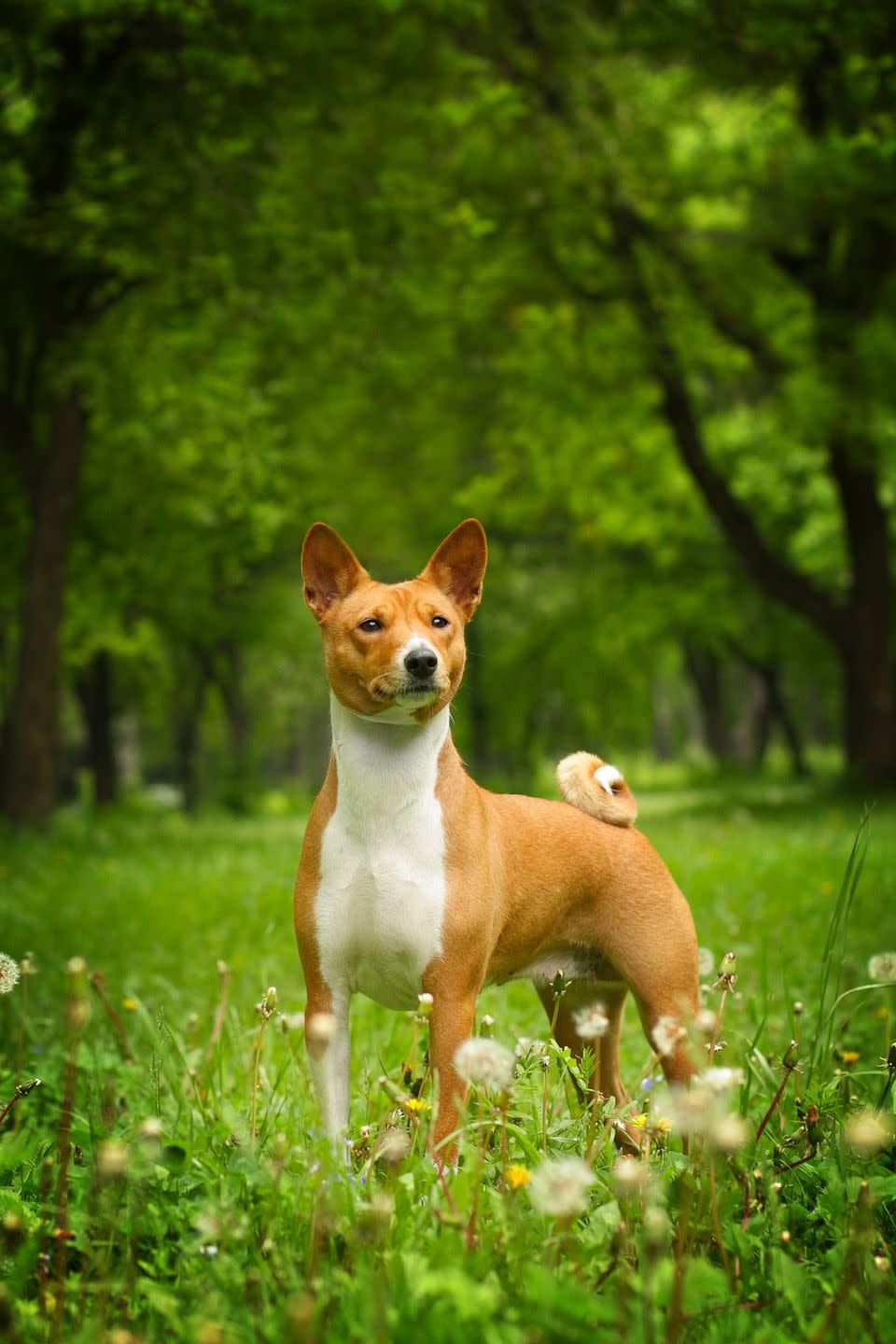 Basenji