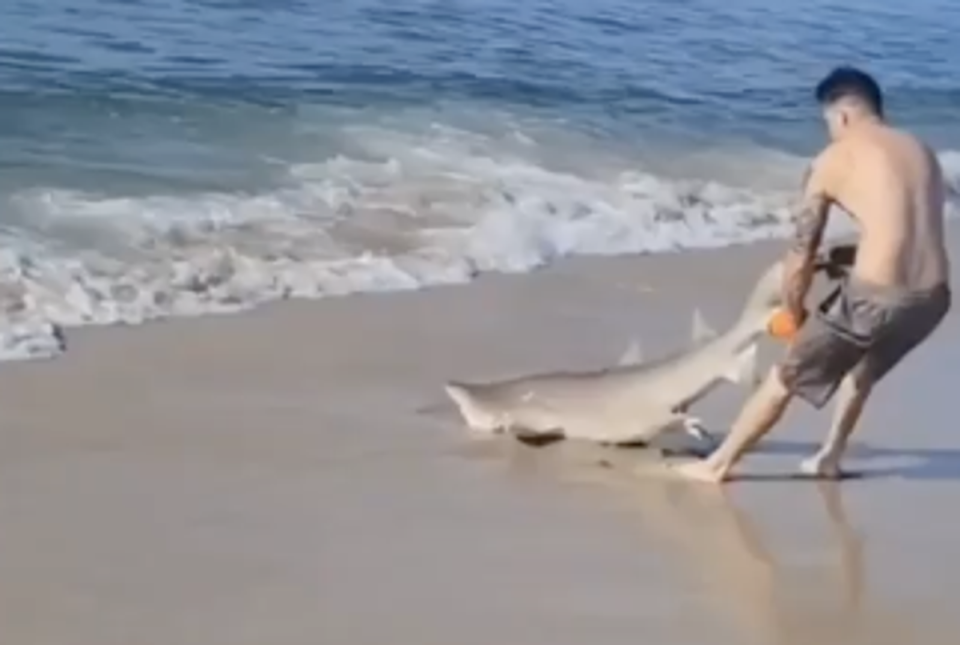A man wrestles with a shark on a beach in Long Island on Sunday, 14 August, 2022 (Emily Murray)