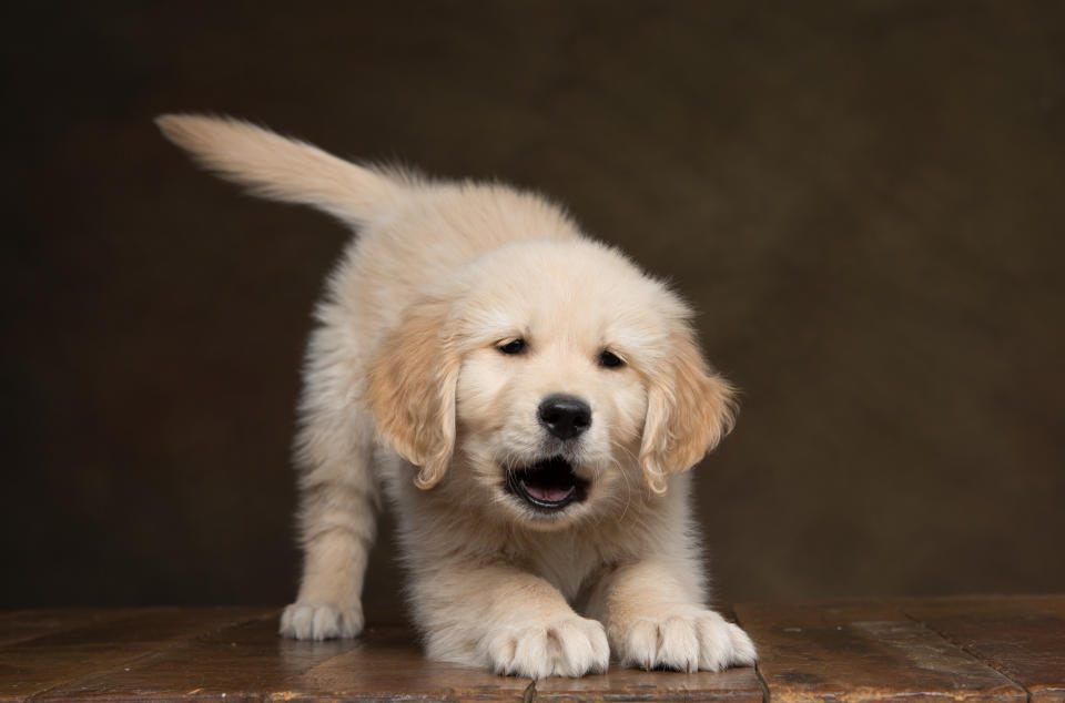 Un profesor de California (EEUU) recurre a los dos cachorros de Golden Retriever de su familia para motivar a sus alumnos a que estudien para un concurso. (Foto: Getty Images)