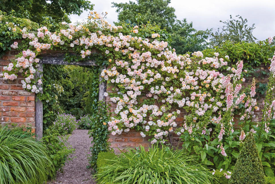 7. Use rambling roses to soften garden walls and structures