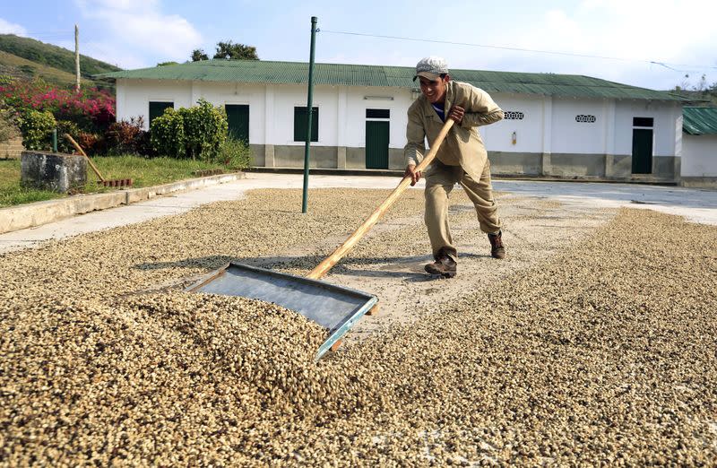 Foto de archivo. Un trabajador recoge los granos de café después de ser secados en una finca de la Federación Nacional de Cafeteros en Pueblo Bello, departamento del Cesar