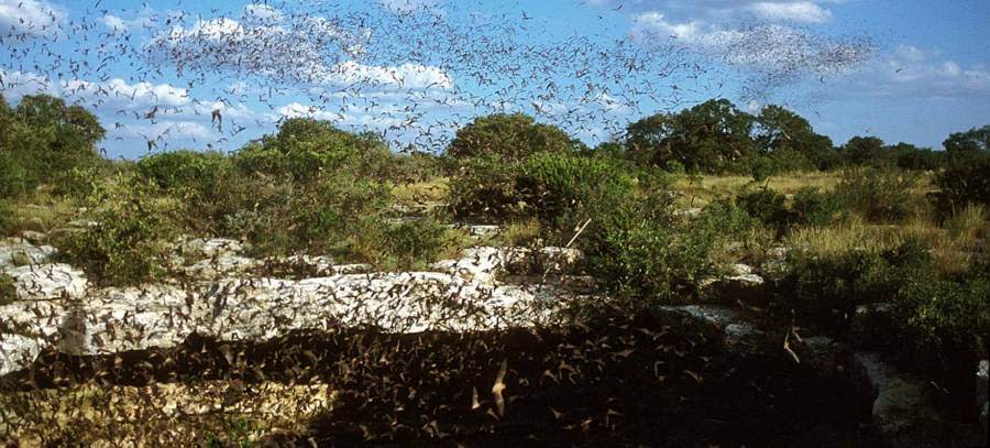 Devil's Sinkhole State Natural Area (Texas Parks and Wildlife Department photo)