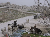 Goats graze in east Jerusalem, backdrop by a section of Israel's separation barrier surrounding Shuafat refugee camp, Tuesday, March 8, 2022. Twenty years after Israel decided to built its controversial separation barrier amid a wave of Palestinian attacks, it remains in place, even as Israel encourages its own citizens to settle on both sides and admits tens of thousands of Palestinian laborers. (AP Photo/Oded Balilty)