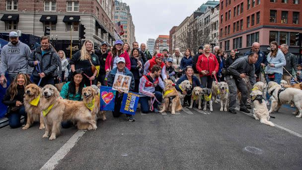 PHOTO: Dozens of golden retrievers gather with their owners, and some other breeds, to pose for photos and play together in Boston, April 16, 2023. (Joseph Prezioso/AFP via Getty Images)