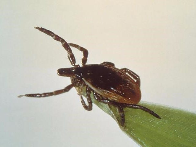 A deer tick, or blacklegged tick, Ixodes scapularis, is seen on a blade of grass, in this undated picture from the Centers for Disease Control and Prevention.  REUTERS/Centers for Disease Control and Prevention/Handout via Reuters   