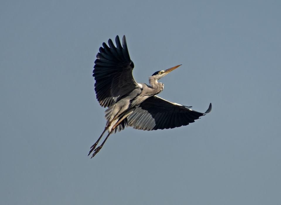 Graureiher im Flug