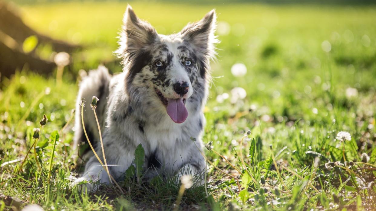  One of the smartest dog breeds, the boarder collie. 