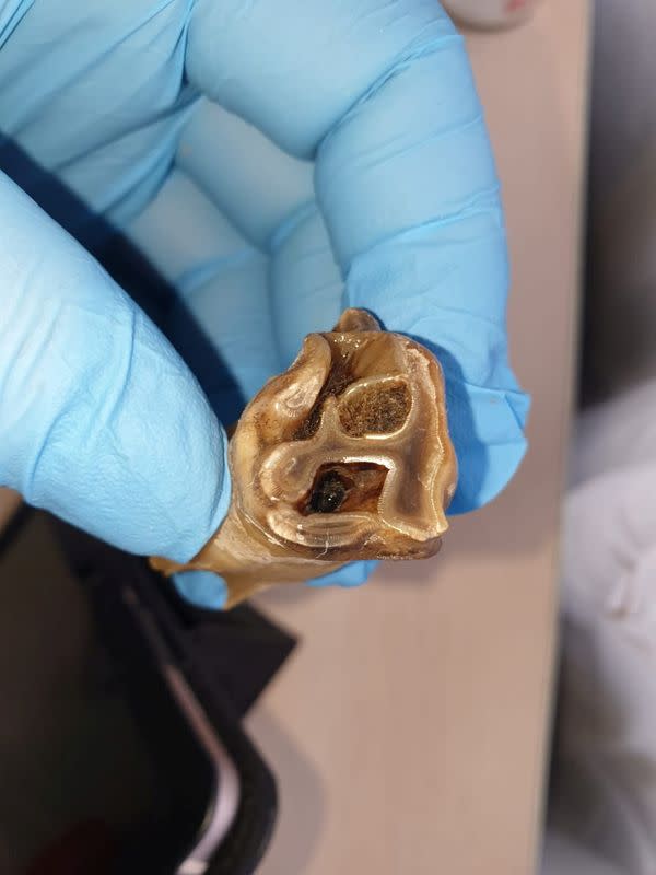 A tooth of a juvenile woolly rhinoceros, the carcass of which was found in permafrost in Yakutia, is seen in this handout photo