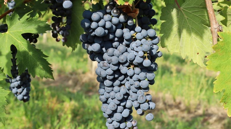 bunch of schioppettino grapes