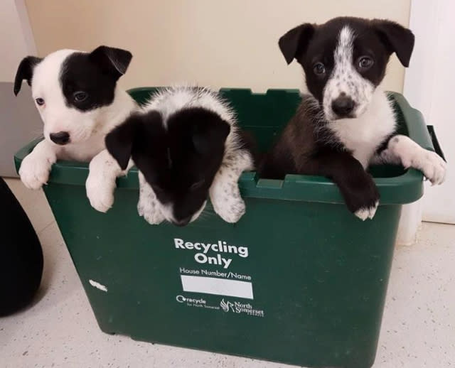 Dog sniffs out three puppies abandoned in the woods