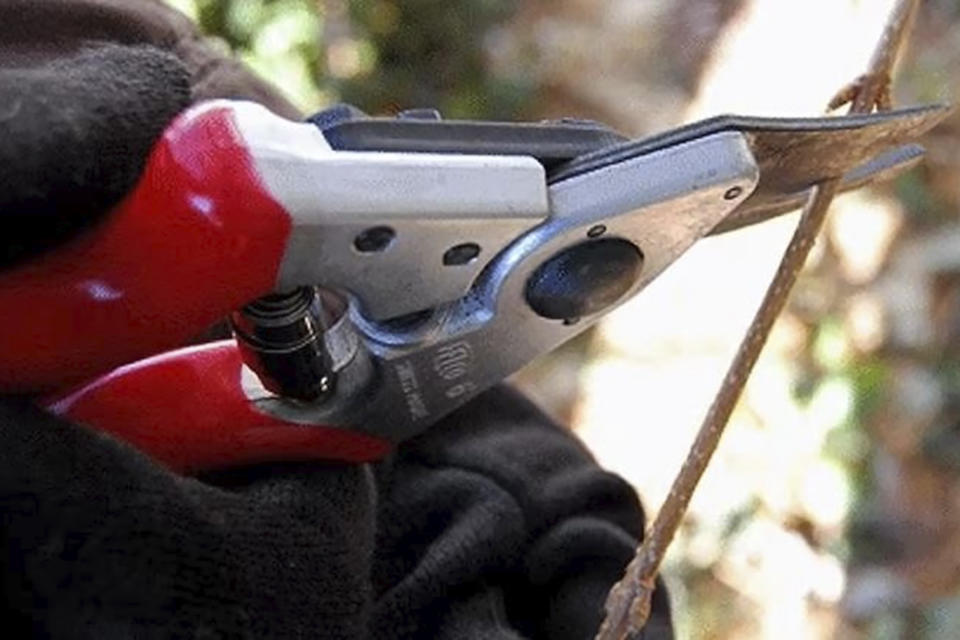 This 2016 image provided by Justine Damiano shows a small shrub branch being pruned in a garden in Long Island, New York. (Justine Damiano via AP)